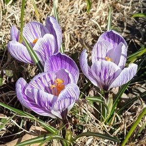 Meet your Posher, Nova